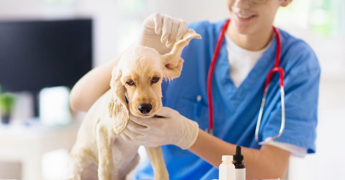 Veterinary Practice Financing loan